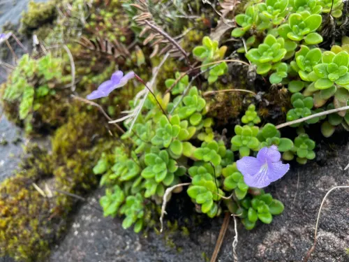 Streptocarpus des rochers (Streptocarpus saxorum)