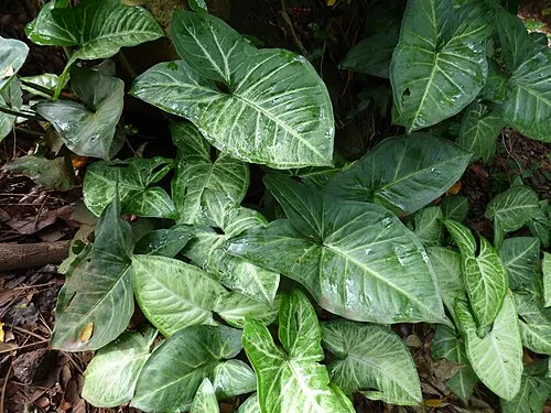 Syngonium pied-de-flèche (Syngonium podophyllum)