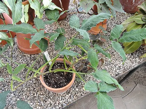 Syngonium velours argenté (Syngonium wendlandii)