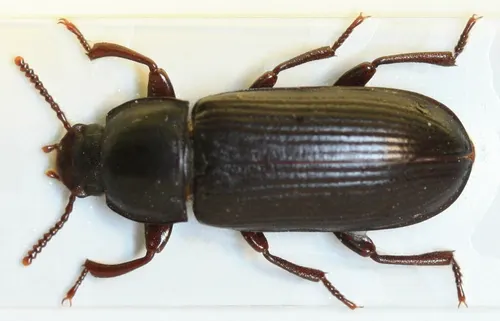 Ténébrion meunier (ver de farine) (Tenebrio molitor)