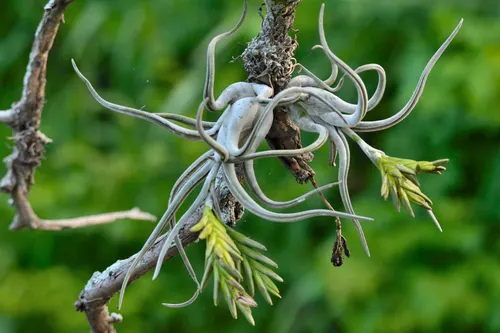Tête de Méduse (Tillandsia caput-medusae)