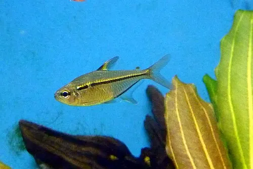 Tétra de Ulrey (Hemigrammus ulreyi)