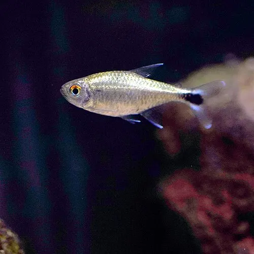 Tétra doré (Hemigrammus rodwayi)