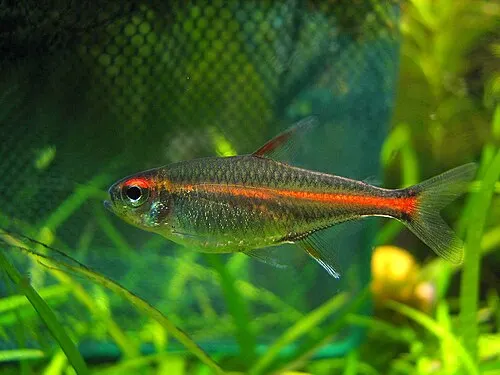 Tétra lumineux (Néon rose) (Hemigrammus erythrozonus)