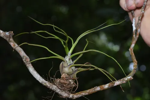 Tillandsia bulbeux (Tillandsia bulbosa)
