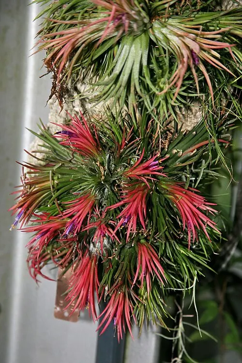 Tillandsia (fille de l'air) (Tillandsia ionantha)