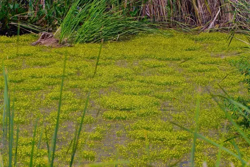 Utriculaire flottante (Utricularia gibba)