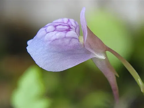 Utriculaire gazonnante (Utricularia graminifolia)