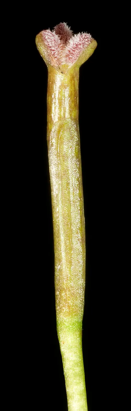 Vallisnérie naine (Vallisneria nana R.Br.)