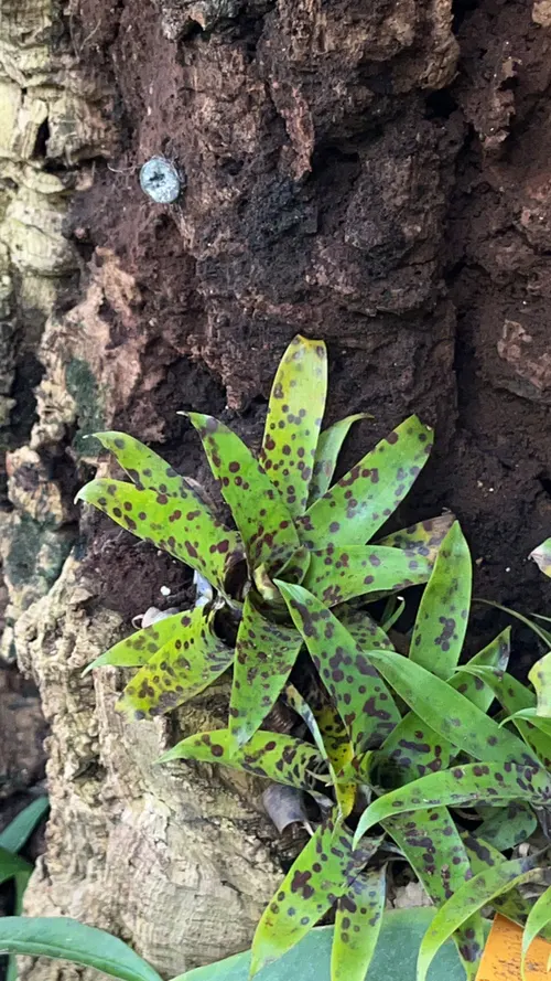 Vriesea racinae (Vriesea racinae)
